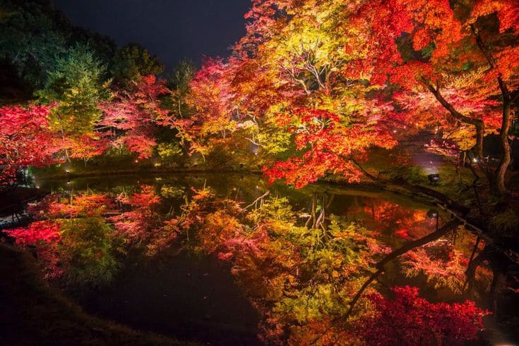 高台寺の紅葉ライトアップ